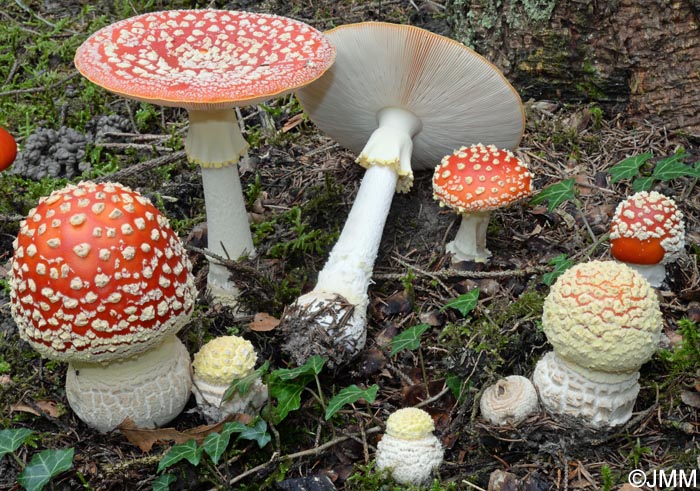 Amanita muscaria f. flavivolvata = Amanita muscaria var. muscaria f